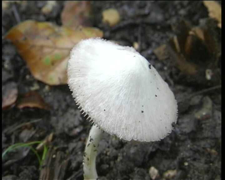 Volvariella hypopithys